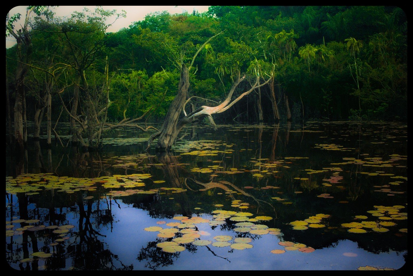 Igarapé de Jamaraquá